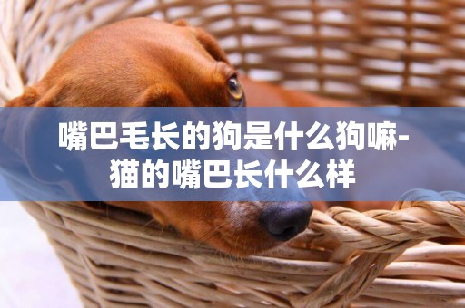 嘴巴毛長的狗是什么狗嘛-貓的嘴巴長什么樣