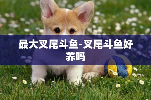 最大叉尾斗魚-叉尾斗魚好養嗎