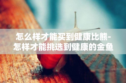 怎么樣才能買到健康比熊-怎樣才能挑選到健康的金魚