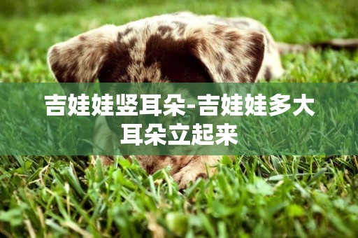 吉娃娃豎耳朵-吉娃娃多大耳朵立起來