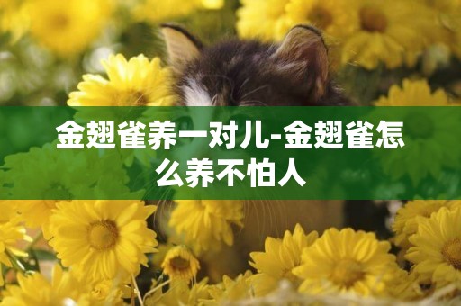 金翅雀養一對兒-金翅雀怎么養不怕人