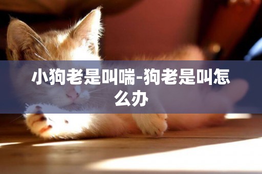 小狗老是叫喘-狗老是叫怎么辦