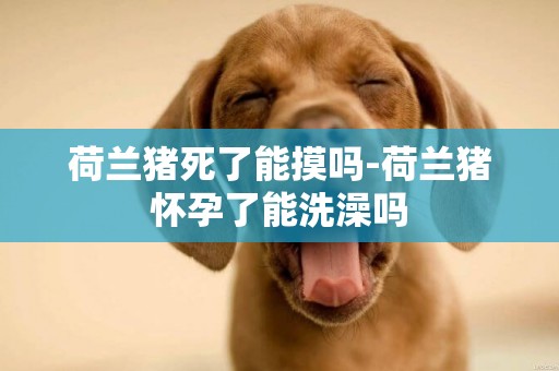 荷蘭豬死了能摸嗎-荷蘭豬懷孕了能洗澡嗎