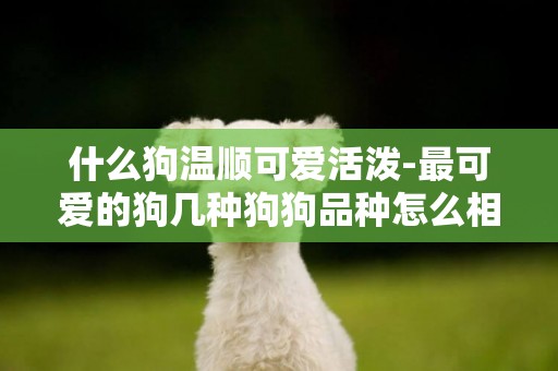 什么狗溫順可愛活潑-最可愛的狗幾種狗狗品種怎么相處
