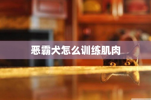 惡霸犬怎么訓練肌肉