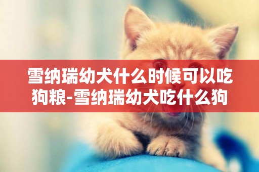雪納瑞幼犬什么時候可以吃狗糧-雪納瑞幼犬吃什么狗糧比較好