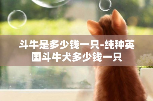 斗牛是多少錢一只-純種英國斗牛犬多少錢一只