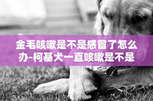 金毛咳嗽是不是感冒了怎么辦-柯基犬一直咳嗽是不是感冒了
