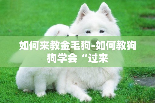 如何來教金毛狗-如何教狗狗學會“過來