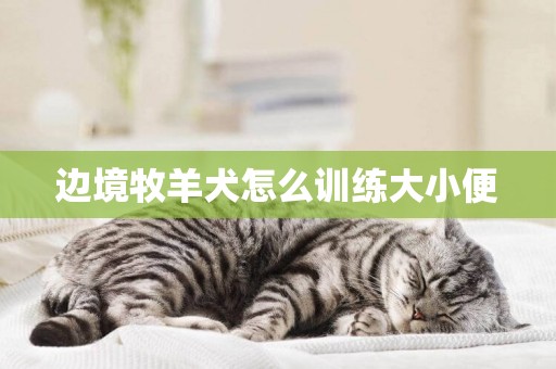 邊境牧羊犬怎么訓練大小便