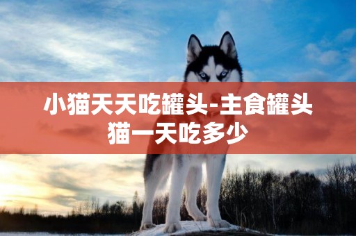 小貓天天吃罐頭-主食罐頭貓一天吃多少
