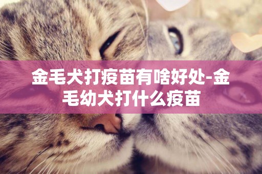 金毛犬打疫苗有啥好處-金毛幼犬打什么疫苗