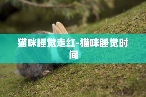 貓咪睡覺走紅-貓咪睡覺時間