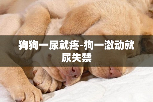 狗狗一尿就疼-狗一激動就尿失禁