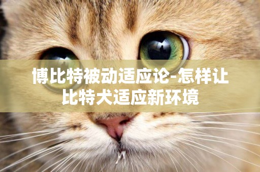 博比特被動適應論-怎樣讓比特犬適應新環境