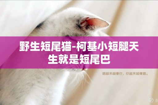 野生短尾貓-柯基小短腿天生就是短尾巴