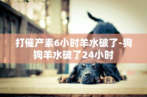 打催產素6小時羊水破了-狗狗羊水破了24小時
