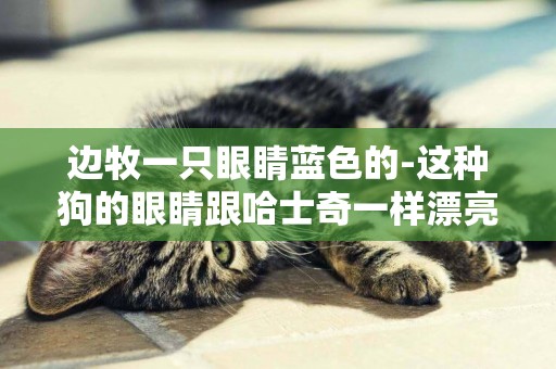 邊牧一只眼睛藍色的-這種狗的眼睛跟哈士奇一樣漂亮