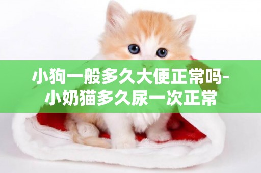 小狗一般多久大便正常嗎-小奶貓多久尿一次正常