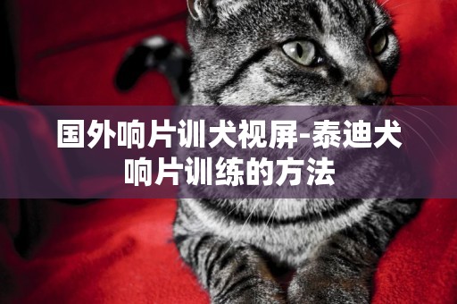 國外響片訓犬視屏-泰迪犬響片訓練的方法