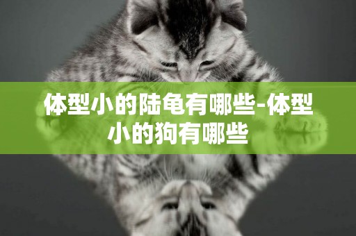 體型小的陸龜有哪些-體型小的狗有哪些