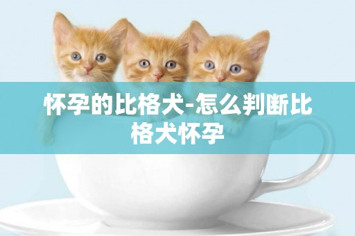 懷孕的比格犬-怎么判斷比格犬懷孕