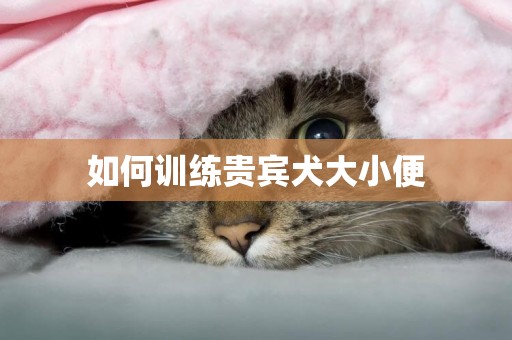 如何訓練貴賓犬大小便