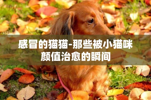 感冒的貓貓-那些被小貓咪顏值治愈的瞬間