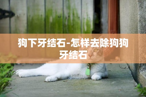 狗下牙結石-怎樣去除狗狗牙結石