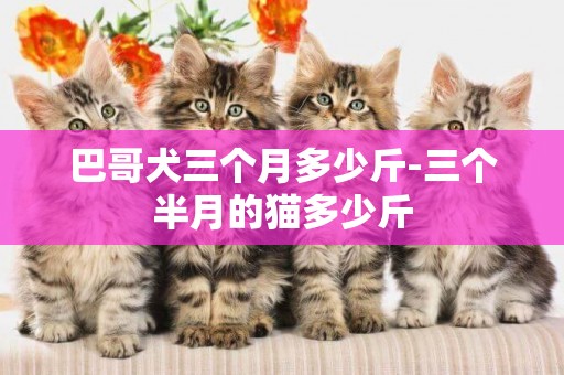 巴哥犬三個月多少斤-三個半月的貓多少斤