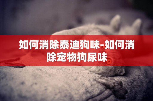 如何消除泰迪狗味-如何消除寵物狗尿味