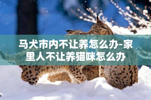 馬犬市內不讓養怎么辦-家里人不讓養貓咪怎么辦