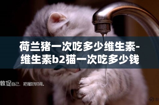 荷蘭豬一次吃多少維生素-維生素b2貓一次吃多少錢