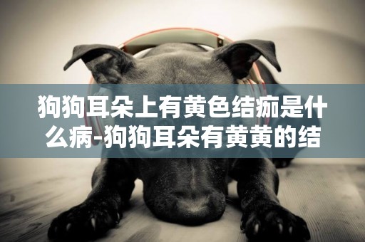 狗狗耳朵上有黃色結痂是什么病-狗狗耳朵有黃黃的結痂