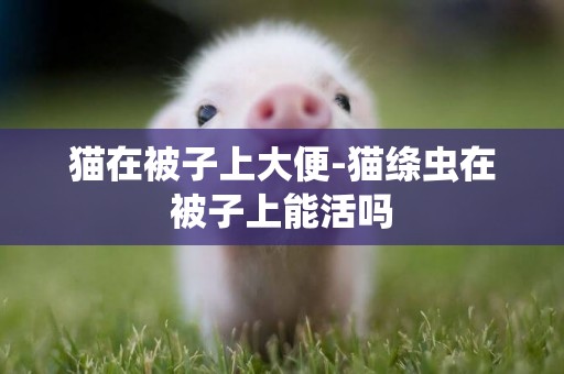 貓在被子上大便-貓絳蟲在被子上能活嗎