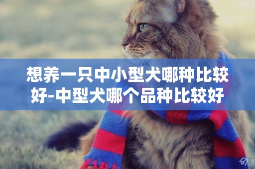 想養一只中小型犬哪種比較好-中型犬哪個品種比較好飼養
