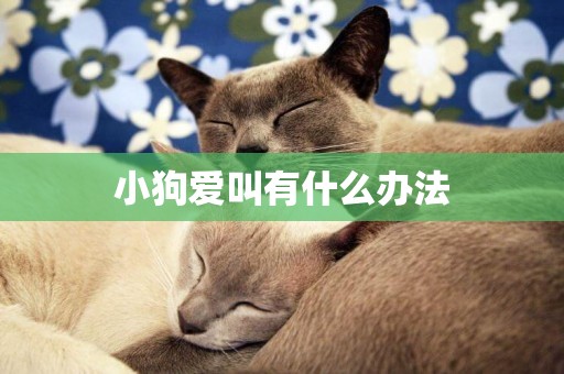 小狗愛叫有什么辦法