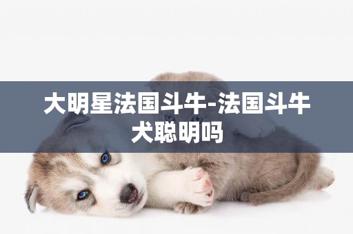 大明星法國斗牛-法國斗牛犬聰明嗎