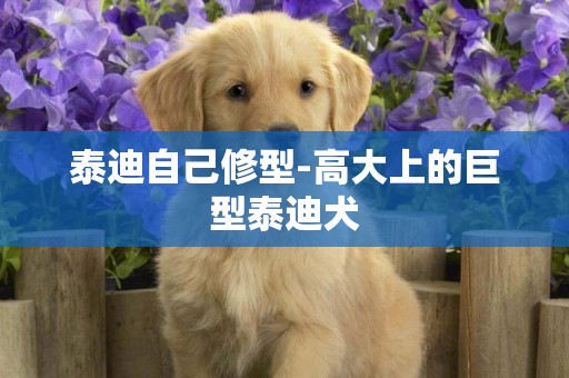 泰迪自己修型-高大上的巨型泰迪犬