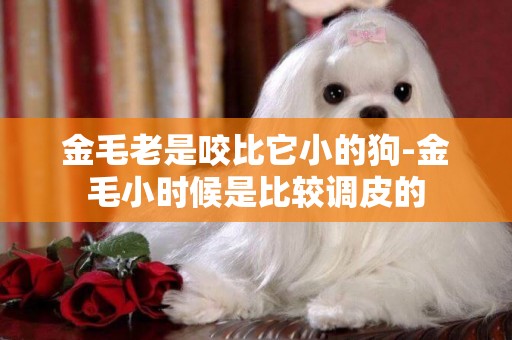 金毛老是咬比它小的狗-金毛小時候是比較調皮的