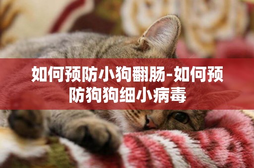 如何預防小狗翻腸-如何預防狗狗細小病毒