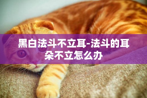 黑白法斗不立耳-法斗的耳朵不立怎么辦
