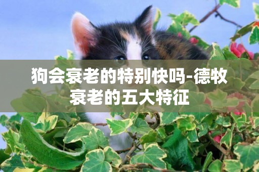 狗會衰老的特別快嗎-德牧衰老的五大特征