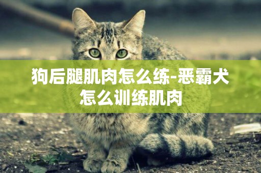 狗后腿肌肉怎么練-惡霸犬怎么訓練肌肉