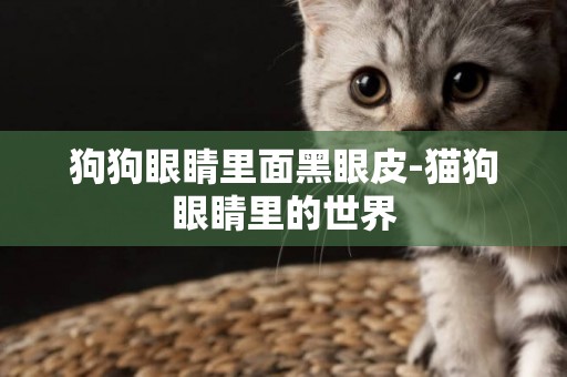 狗狗眼睛里面黑眼皮-貓狗眼睛里的世界