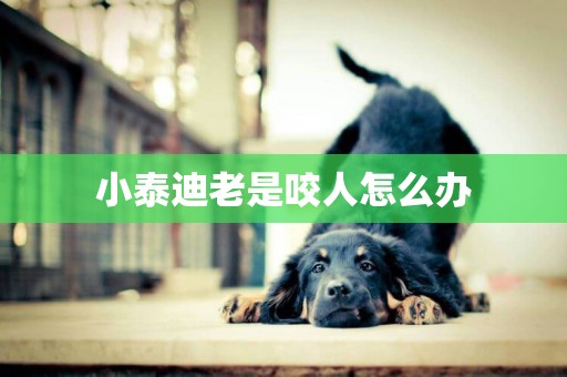 小泰迪老是咬人怎么辦