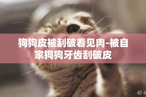 狗狗皮被刮破看見肉-被自家狗狗牙齒刮破皮