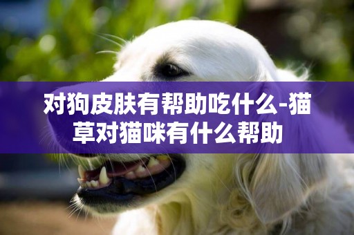 對狗皮膚有幫助吃什么-貓草對貓咪有什么幫助
