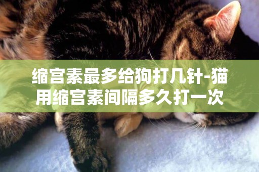 縮宮素最多給狗打幾針-貓用縮宮素間隔多久打一次