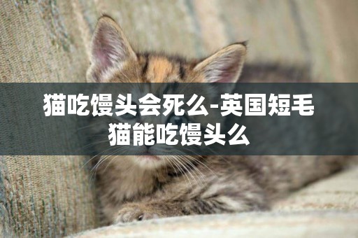 貓吃饅頭會死么-英國短毛貓能吃饅頭么
